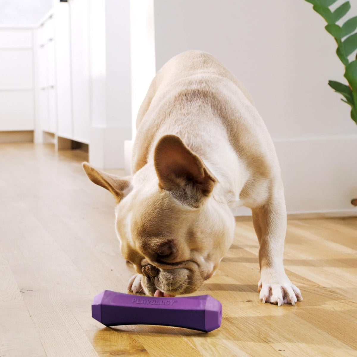 Playology Squeaky Chew Stick Scented Dog Toy - Medium / Bacon - image 3
