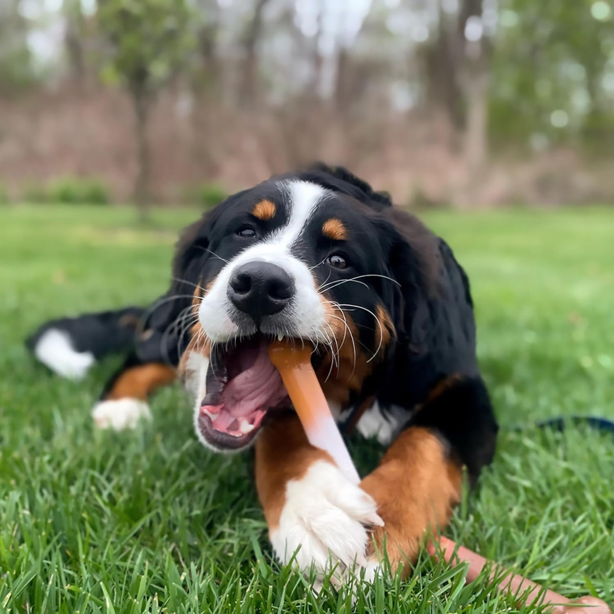Nylabone Power Chew Basted Blast Dog Chew Toy - Shish Kabob / Large - image 2