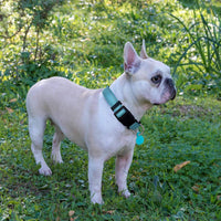 Ladoogo Reflective Dog Collar Padded with Soft Neoprene - Turquoise / Medium - image 4
