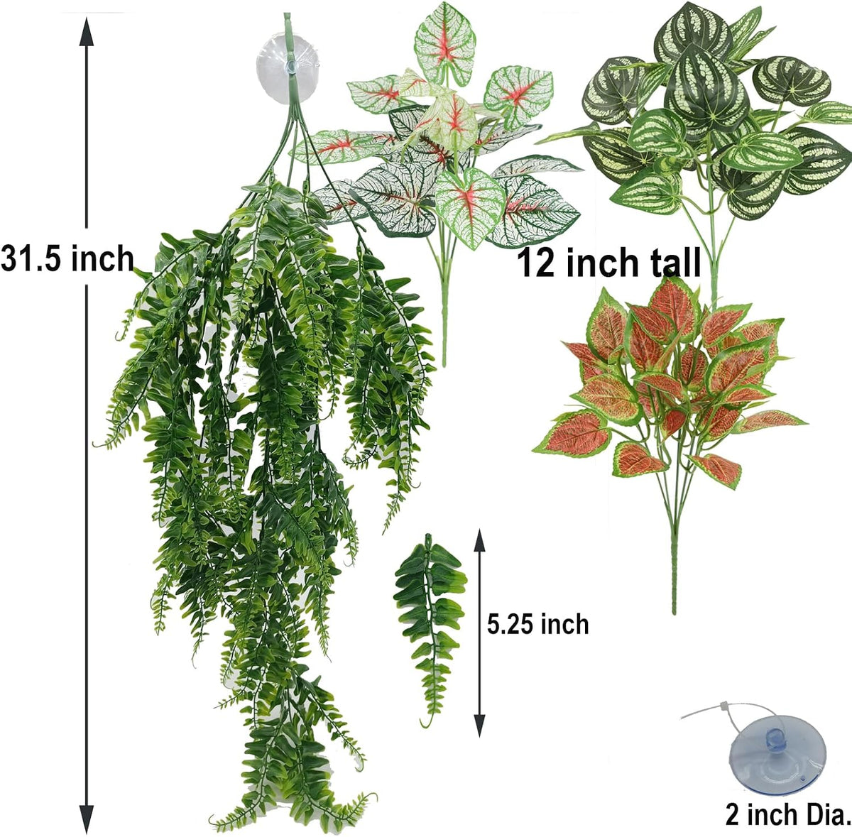 Reptile Plants for Bearded Dragon Tank Accessories - Group Bn - image 4
