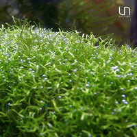 Riccia fluitans in Vitro Tissue Culture Small Cup
