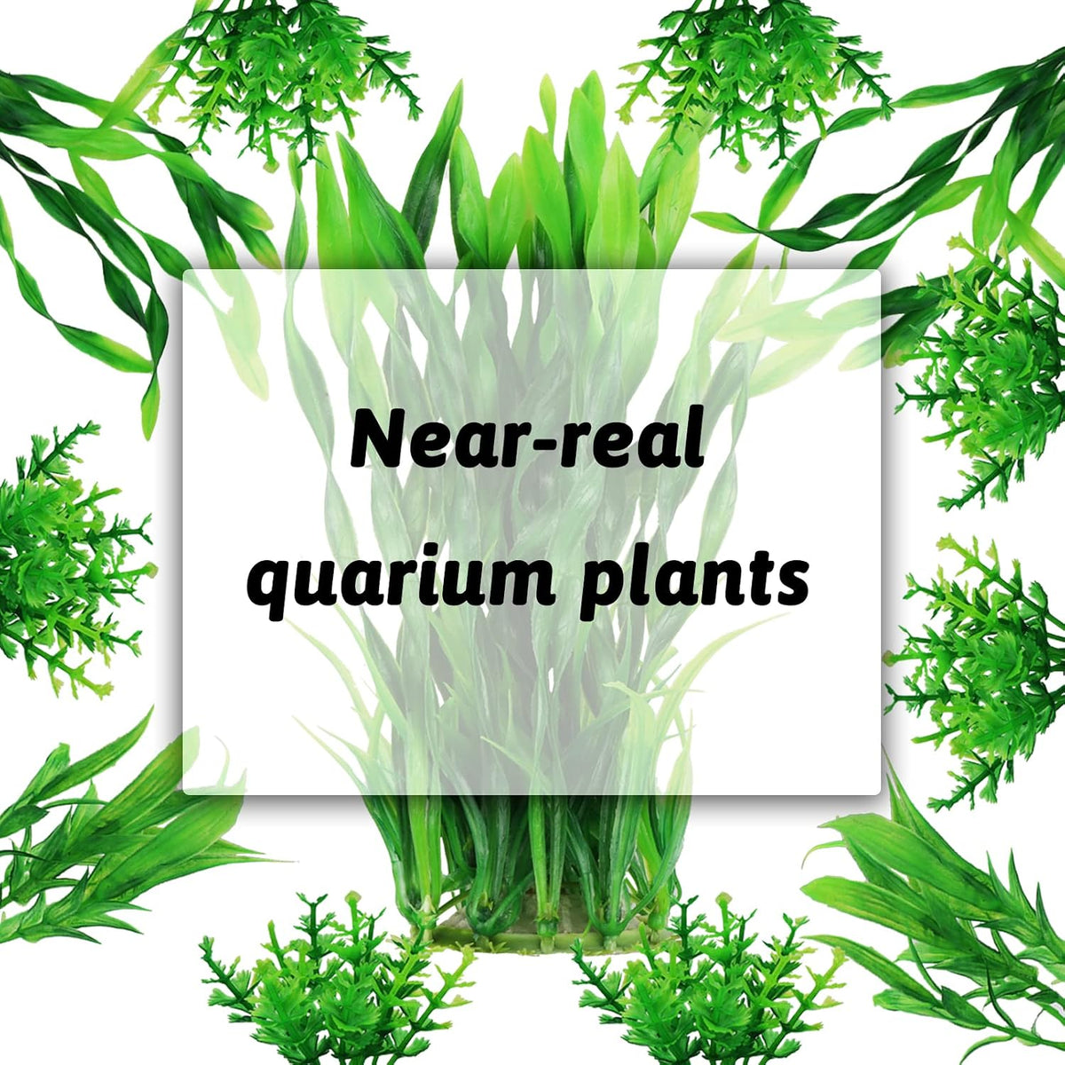 Aquarium Plants, Small to Large - image 4