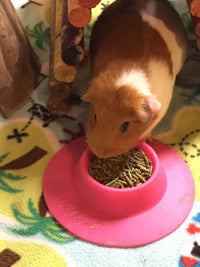 Tip-Proof Ergonomic Pet Bowl for Guinea Pig and Other Small Pets - Small 1/4 cup (Pack of 2) - image 4