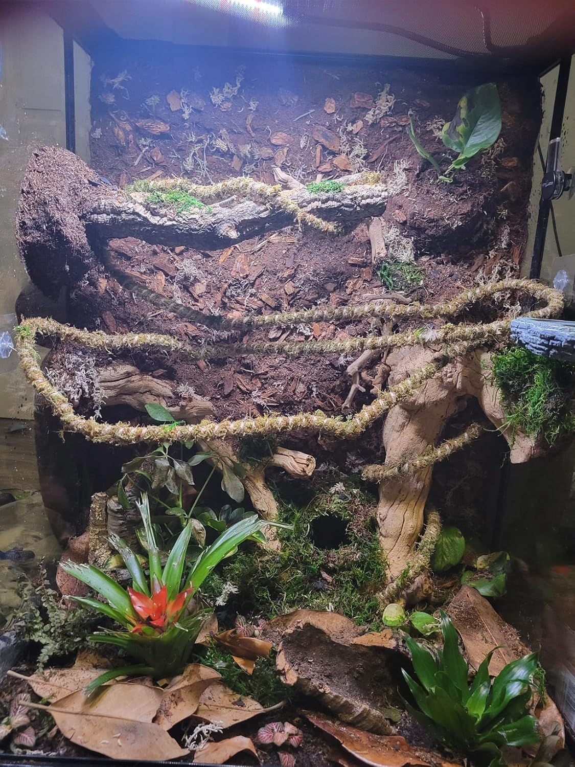 Galápagos Mossy Cave Hide, Green - 4" - image 4