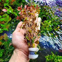Live Aquarium Red Stem Plants - Freshwater Aquatic Plant for Fish Tanks, Aquascaping - (Ludwigia Natans Super, 1 Bunch)