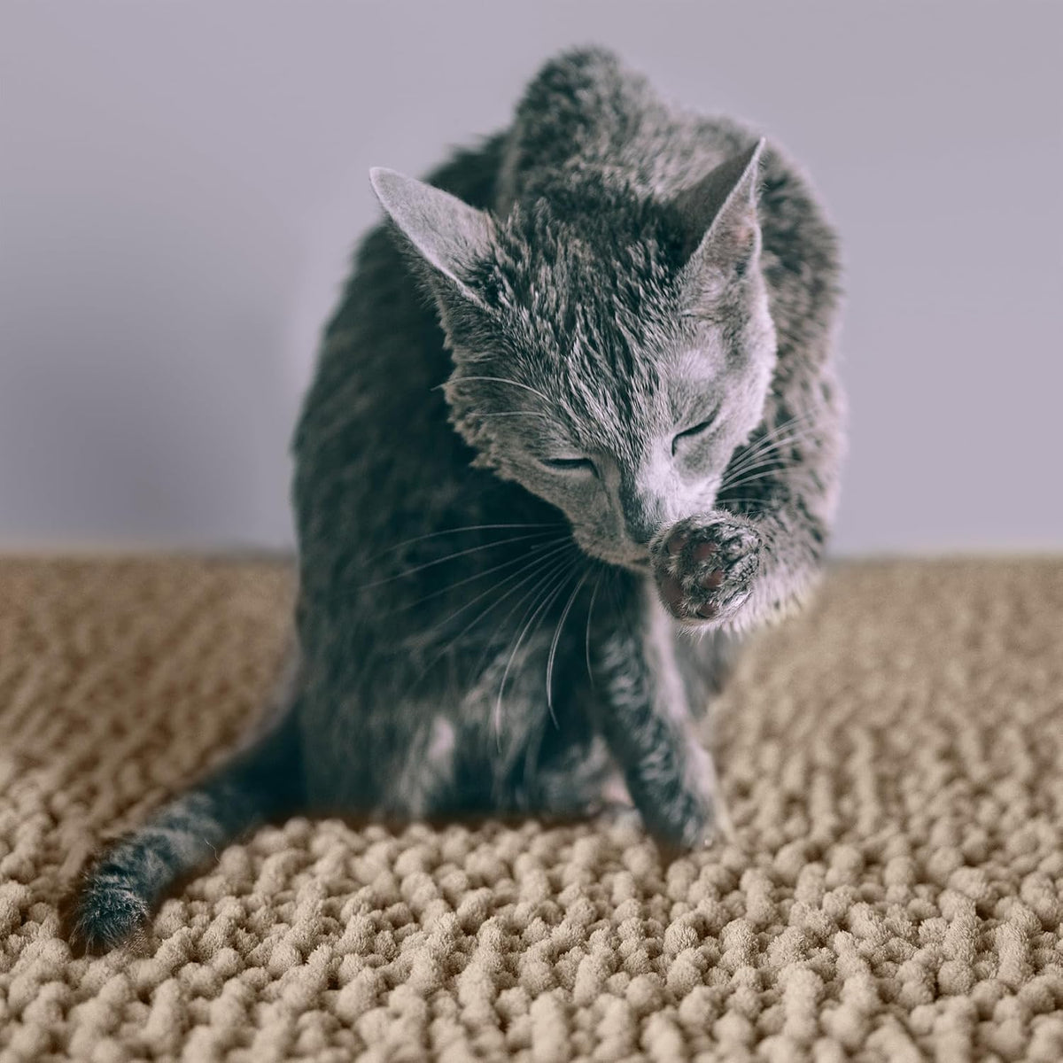 CatGuru Cat Litter Mat, Waterproof Litter Box Mat - Sand/ Heavy-Duty / XXL - image 2