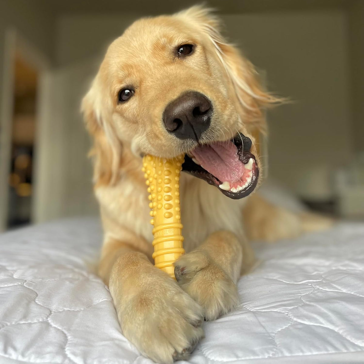 Nylabone Power Chew Customer Favorites Dog Chew Toys - Large / Bundle - image 4