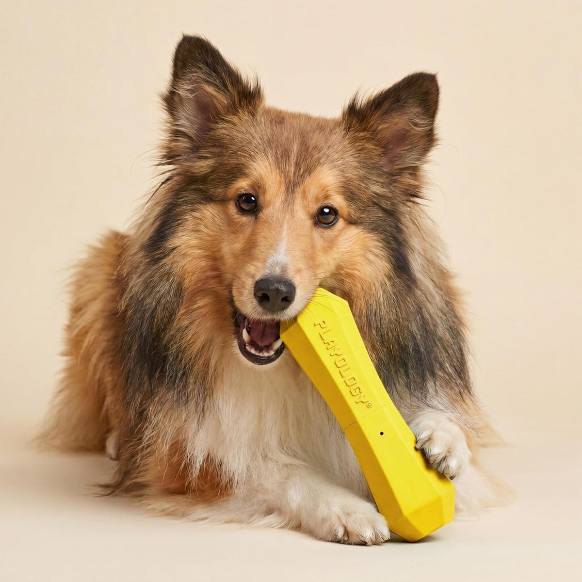 Playology Squeaky Chew Stick Scented Dog Toy - Medium (VALUE 2-Pack) / Chicken - image 3