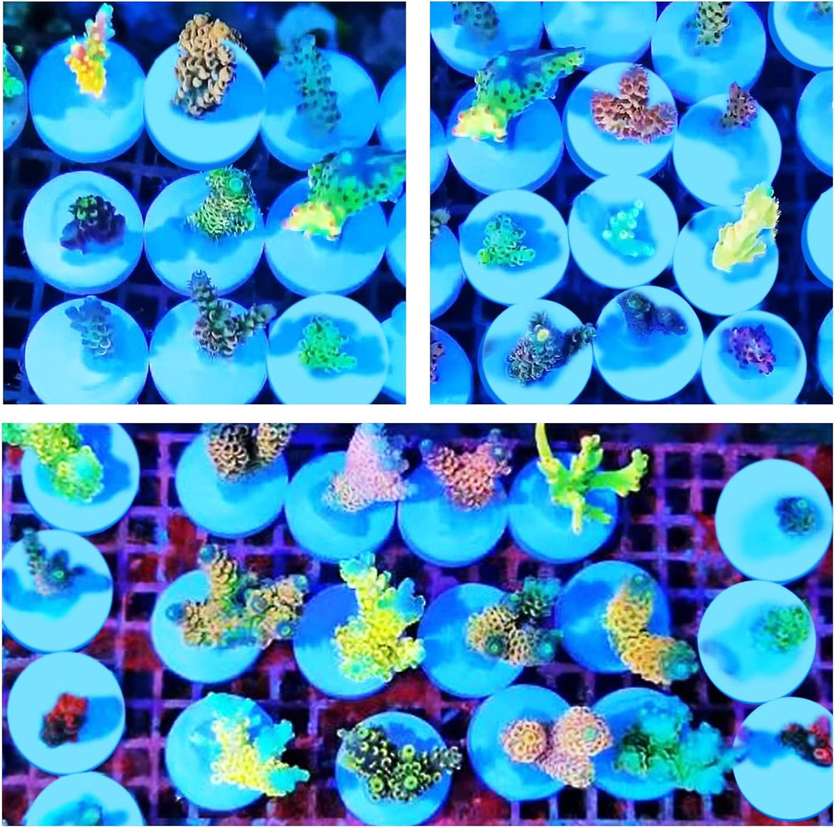 Ceramic White Coralline Coral frag Plugs Coral frag Base Round 20pc – Essentials for Fish - round24mm20pcs - image 3