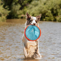Chuckit! Paraflight Flying Disc Dog Toy, Floats, Size Large - Large (Pack of 4) / Blue/Orange - image 2