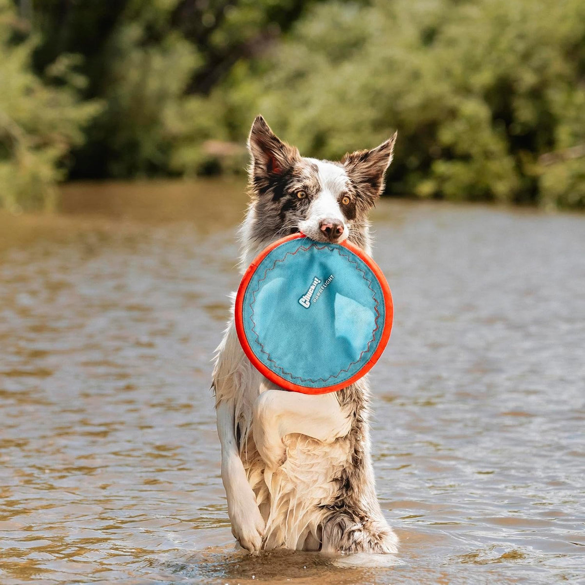 Chuckit! Paraflight Flying Disc Dog Toy, Floats, Size Large - Large (Pack of 4) / Blue/Orange - image 2