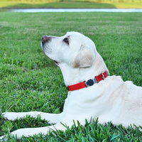 Dogline Biothane Waterproof Dog Collar with Herm Sprenger Stainless Steel Quick Release Buckle – Heavy Duty Tactical Durable Collar for Dogs – Comfortable and Safe Pet Collar, W 1" L 15-25", Red