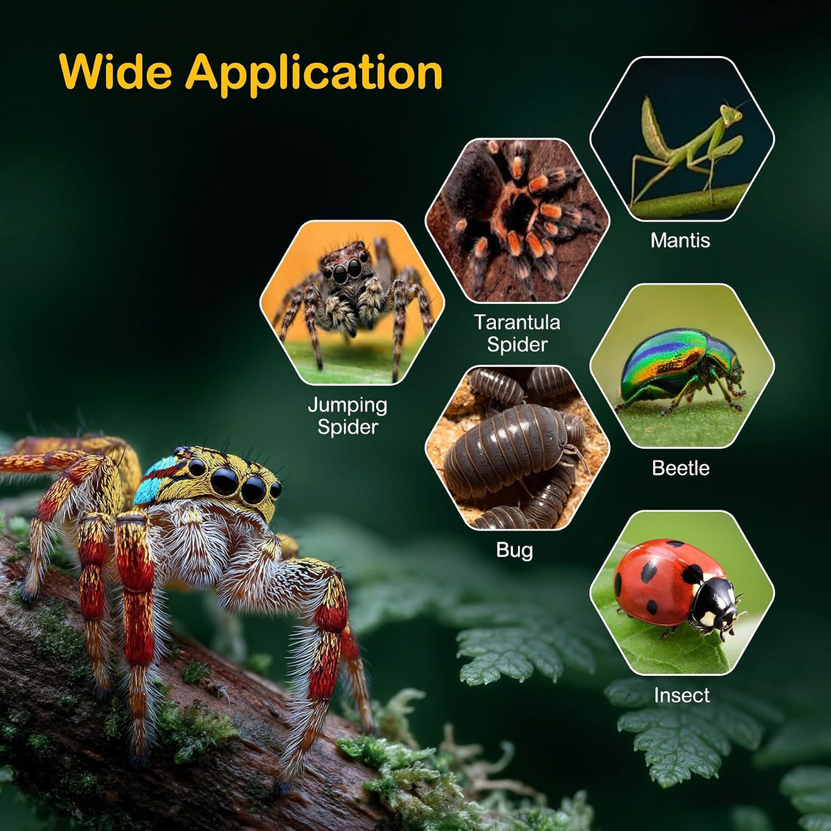 Jumping Spider Enclosure Starter Kit - Blue / Small - image 4