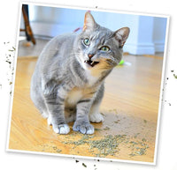 Meowijuana Purrple Passion - Premium Silvervine and Catnip Blend - Purrfect Gift For Cats, Kitties, Felines, and Cat Lovers