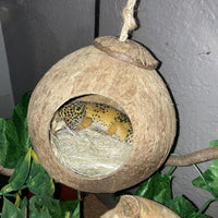 Lizard Coco Den with Ladder - 【Style B】 / 【No Ladder】 - image 2