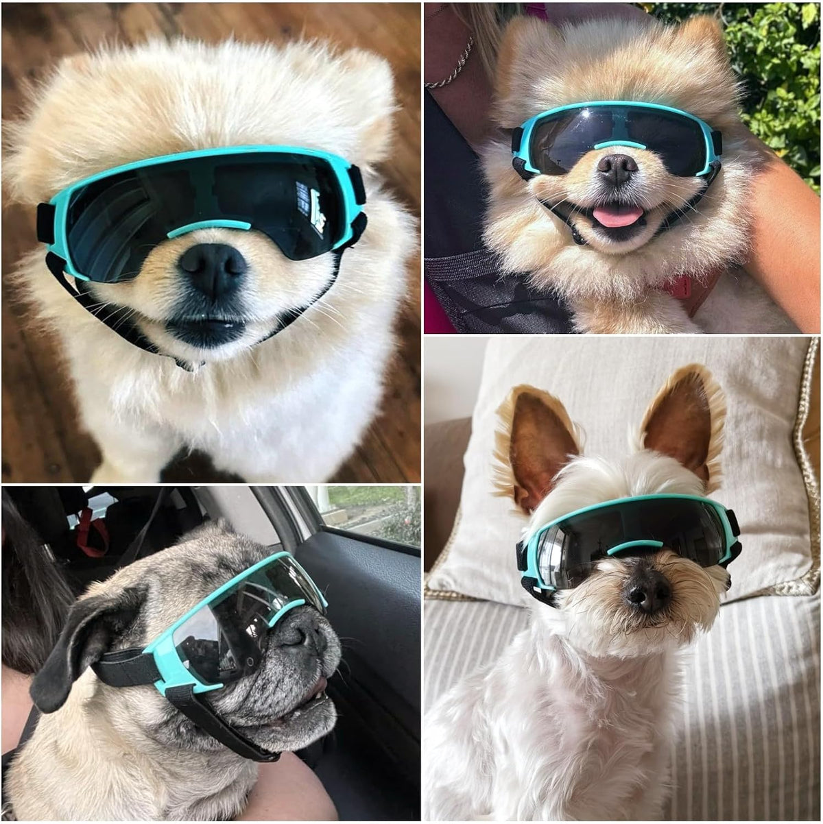 Clear Dog Goggles for Small Dogs - Cute Blue / Small - image 2