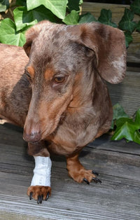 Protective Sleeve Tubular Cover - Bandages - for Dogs Cats and Other Pets First Aid Wound Care Comfortable Non-Adhesive Breathable & Water Resistant 12 Strips (yields 24-36 Covers)-(Medium)