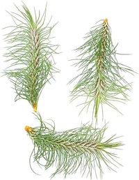 Air Plants - Colombian Tillandsia Funckiana, Large 5" - 3ct - Live Arrival Guaranteed - House Plants for Home Decor & Gift