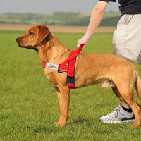 Annchwool No Pull Dog Harness with Soft Padded Handle - S / Red - image 2