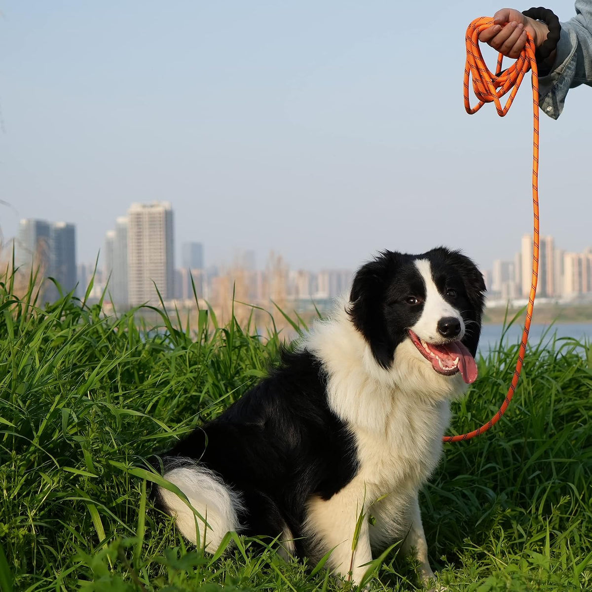 Heavy Duty Dog Leash, 15FT Training Leash with Swivel Lockable Hook, Padded Handle and Highly - 20ft*3/8" / Orange - image 4