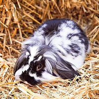 Blue Mountain Hay | Fresh Teff Grass Hay (48 Ounce) | Low NSC, High Fiber, Healthy Weight Management | High-Altitude Hay Pet Food for Rabbits, Guinea Pigs, Chinchillas, Hamsters, and Other Small Pets
