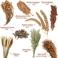 Natural Ear of Grain Flower&Herb Bedding Mate Habitat Decor - Harvest Wind - image 2