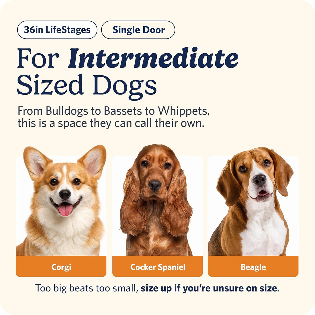 LifeStages by MidWest 36-Inch Double Door Crate, M-L Breeds - Single Door / Fits 36-inch Crate - image 2
