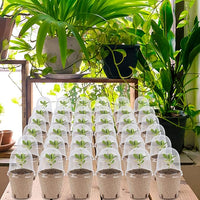 winemana 36 Set Plant Nursery Pots with Humidity Dome, Seed Starter Biodegradable Peat Pots, Seedlings Planting Pots with Labels for Indoor Outdoor Garden