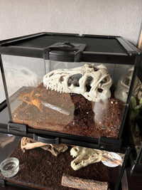 AWXZOM Mini Reptile Glass Terrarium Tank - 7.9x7.9x5.7inch - image 3