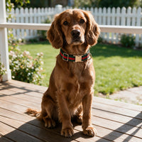 Premium Dog Collar, Cute Dog Collars Luxury Style - image 4