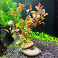 Natural River Stone Plant Weights for Aquarium - Small 0.8″ Hole 6pcs - image 2
