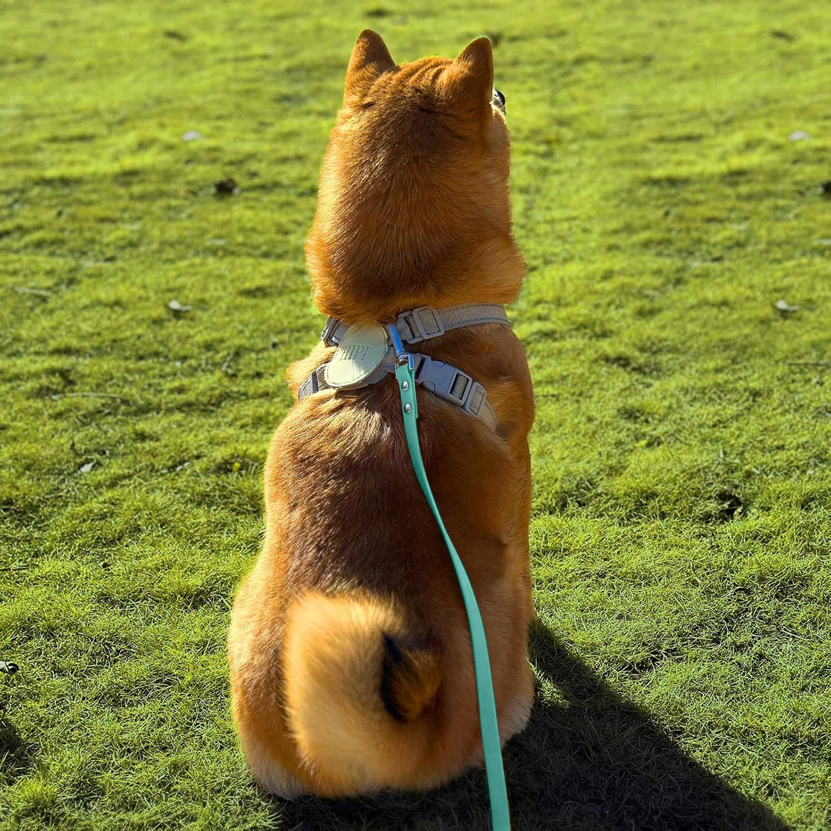 Dog Training Long Leash Waterproof Long Line Heavy Duty Outdoor - 20FT / Mint green - image 2