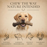WhiteTail Naturals 12 Pack Whole Deer Antlers for Petite Dogs Up - Petite (Pack of 12) - image 4