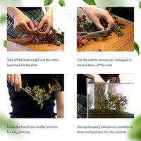 Live Plants - Fujian Rotala (Rotala Fujian) - Medium to High Light, Light Green to Pinkish-Red Accent Freshwater Aquatic Stem Plant, Midground to Background Placement - Pot, 4 Pack