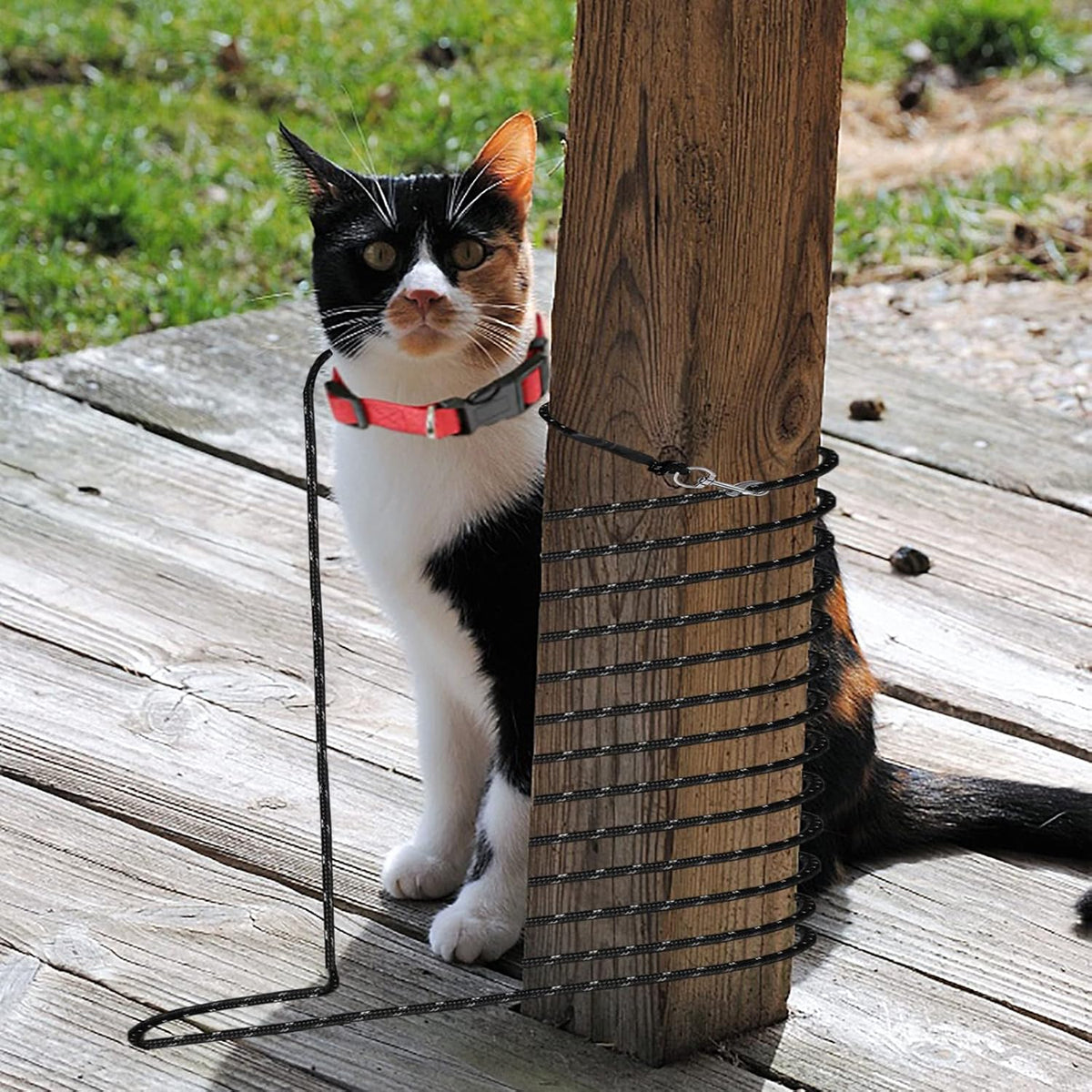 Extra Long Cat Leash for Yard - 30 ft - image 4