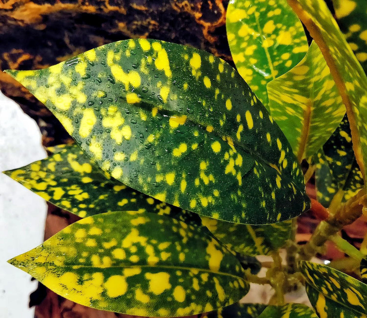 Reptile Plants Terrarium Decor, Reptile Tank Decorations - Golden - image 3