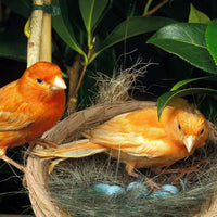 Patelai 4 Pcs Bird Nest Dove Bird House Breeding Nest - 8.66 Inch - image 4