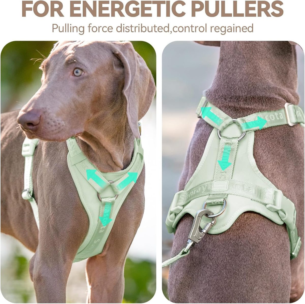 Sunraymascota Dog Harness - M (Neck: 16-26", Chest: 21-31") / Light Green - image 2