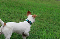 Mikivery Nylon Dog Collar with Quick Release Buckle Soft Adjustable Sturdy for Small Medium Large Dogs Teal,M