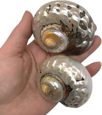 PEPPERLONELY 2 PC Hermit Crab Shells, Turbo Shells - 28a#. African Sarmaticus Turbo Shell 2-1/2 Inch ~ 3 Inches - image 4