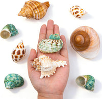 SINKOO 9PCS Hermit Crab Shells Small Medium Large - image 4