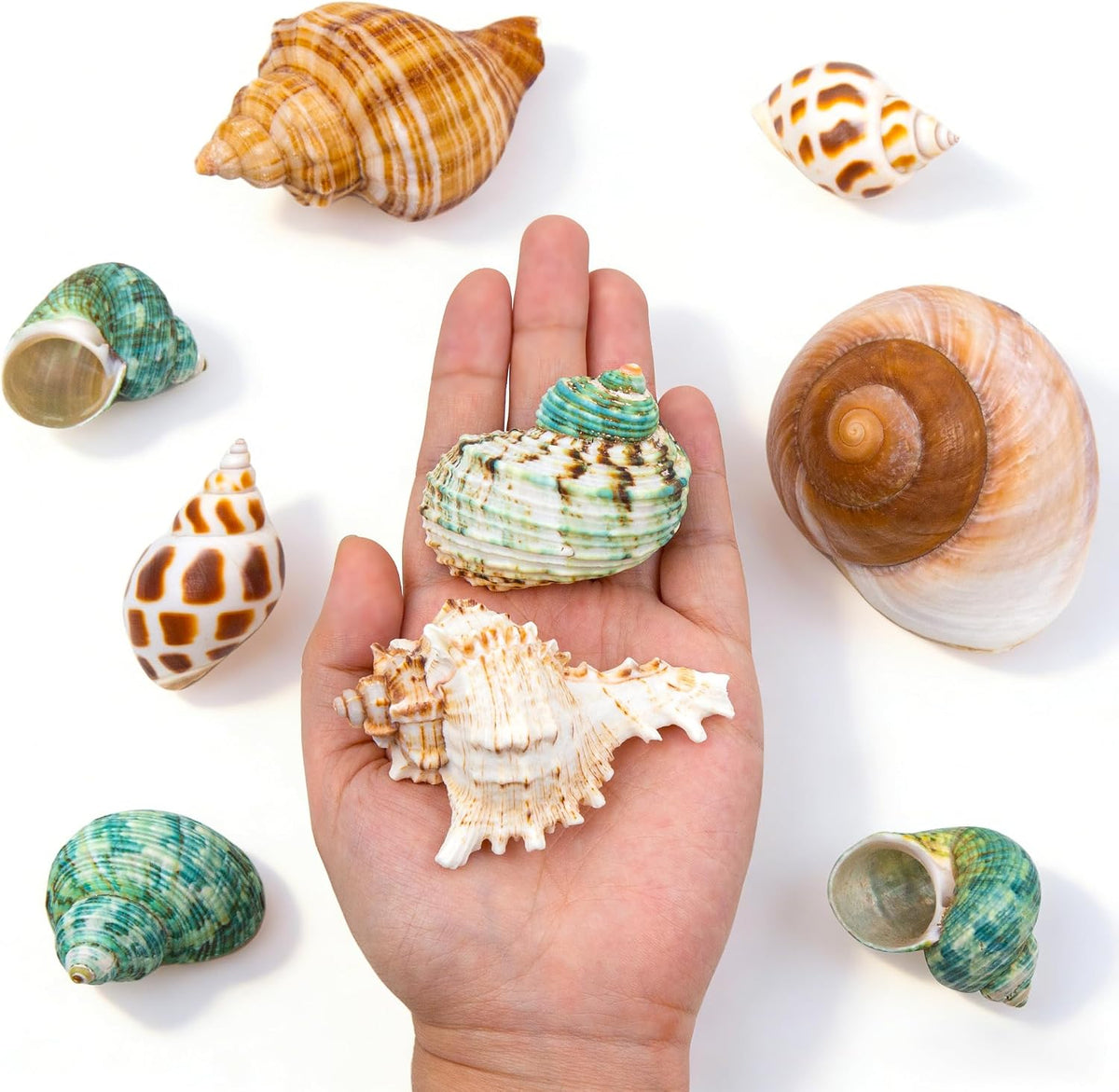 SINKOO 9PCS Hermit Crab Shells Small Medium Large - image 4