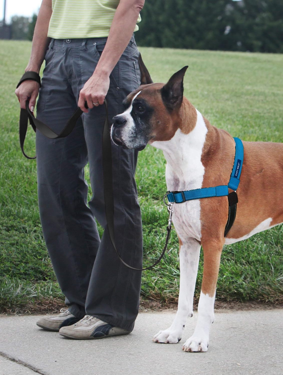 PetSafe Easy Walk Deluxe Dog Harness, No Pull Dog Harness - Medium/Large / Ocean - image 2