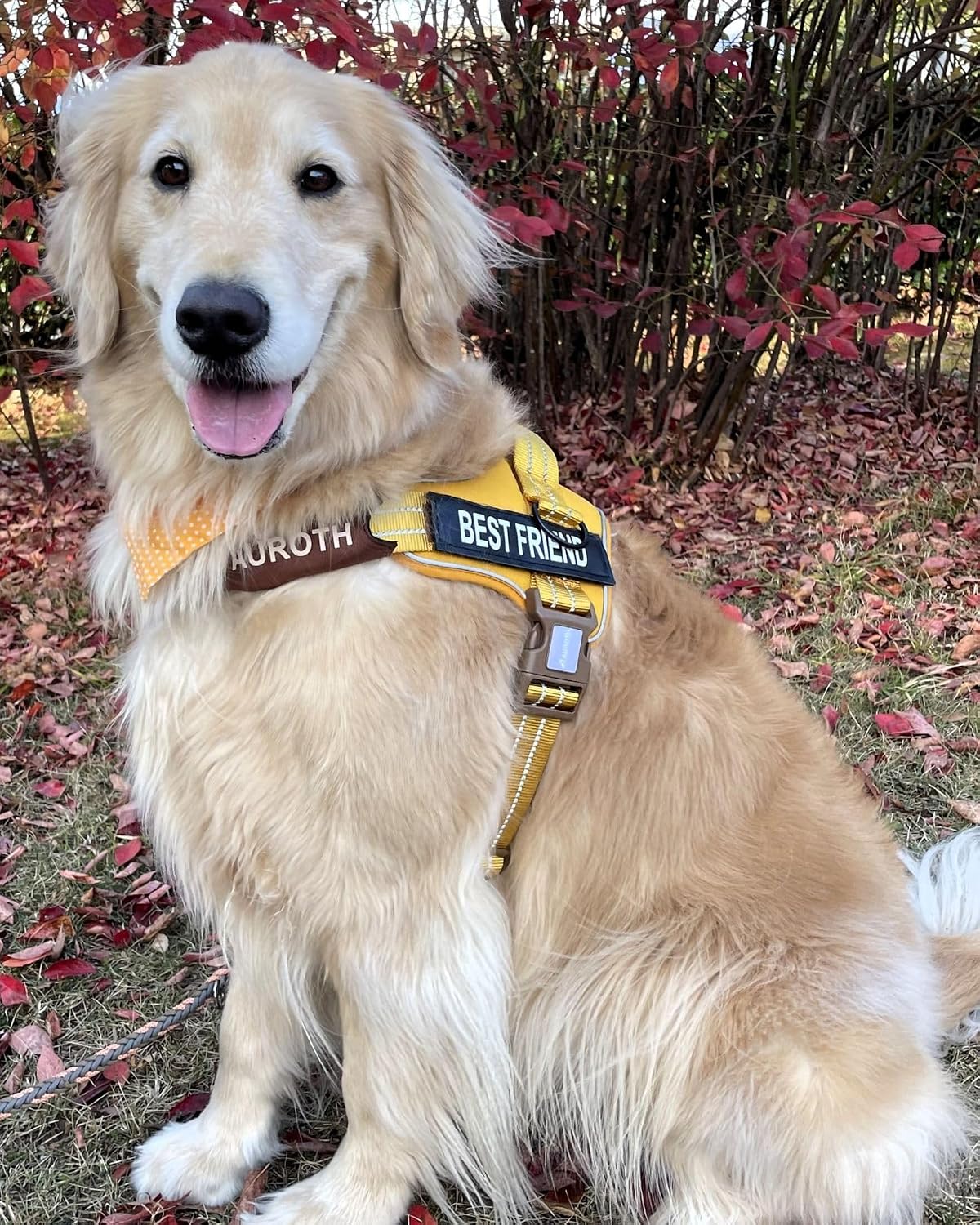 AUROTH Dog Harness for Large Dogs No Pull Tactical Harness and Leash - Turmeric / L(Neck:19.7"-25.6",Chest:26"-33.9") - image 2