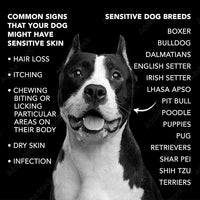 Pride and Groom The Sensitive One Box Set – Dog Shampoo & Conditioner with All Natural Blend of Essential Oils & Ingredients to Soothe, Nourish & Untangle for Long Lasting Shine & Manageability – 32oz