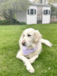 Lionet Paws Spring Daisy Dog Bandana Washable Cotton Handkerchief - Purple Daisy / Large (Pack of 1) - image 4
