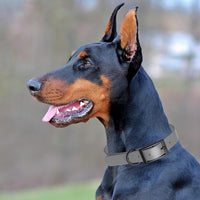Dogline Biothane Waterproof Dog Collar Strong Coated Nylon Webbing with Black Hardware Odor- Proof for Easy Care Easy to Clean High Performance Fits Small Medium or Large Dogs, Battleship Gray
