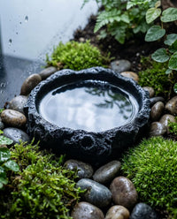 2Pcs Reptile Water Bowl, Feeding Dish for Leopard Gecko Lizard – Essentials for Reptiles And Amphibians - Black - image 4