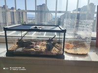 AWXZOM Mini Reptile Glass Terrarium Tank - 12x8x6inch - image 3
