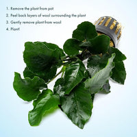 Live Jungle Plants - Anubias Emerald Bloom (Anubias barteri) - Compact Epiphytic Rhizome Plant for Midground Freshwater Aquascapes, Emerald Green Accent - Pot